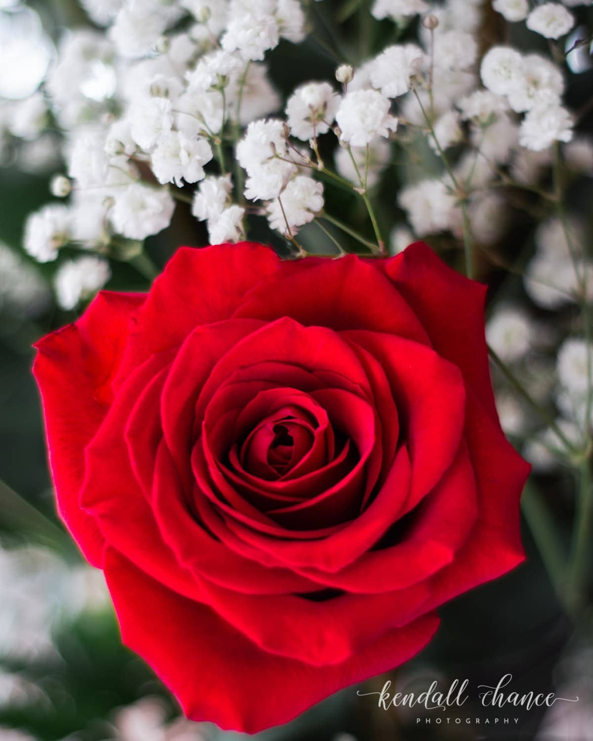 Texture(watermark)_Spewock- red rose and baby's breath