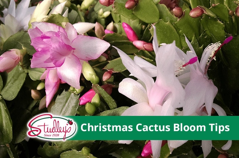 Close-up of blooming Christmas cactus flowers with Studley’s logo and bloom tips text overlay.
