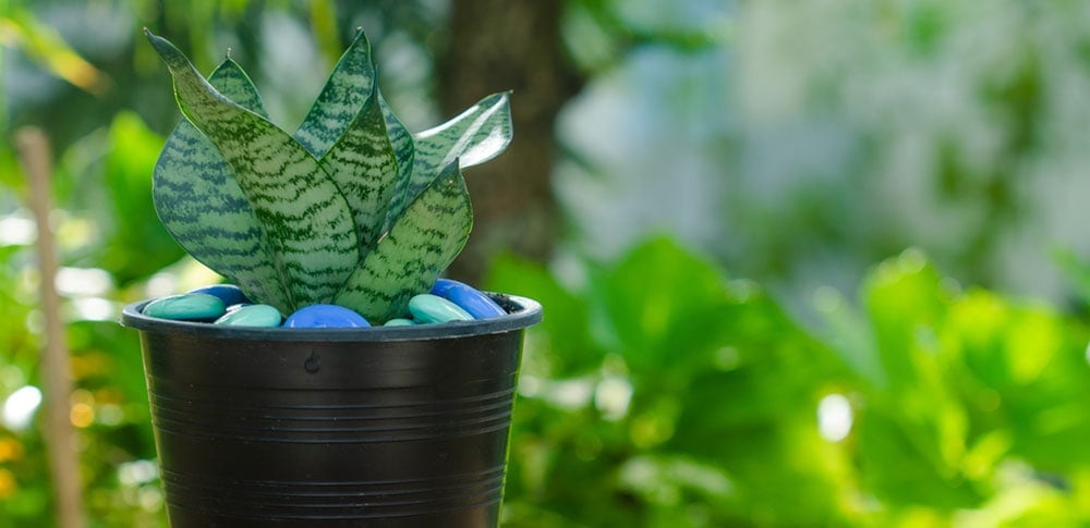 Sansevieria plant outdoors summer