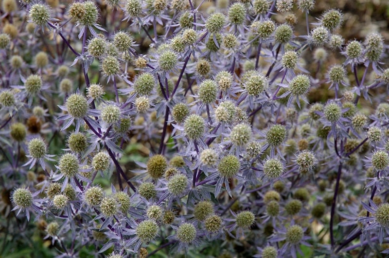 blue glitter sea holly