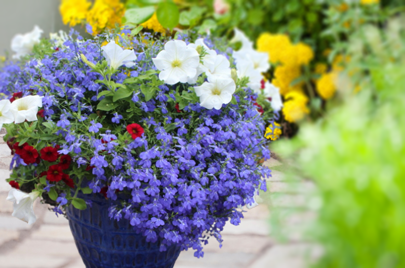 studley's container garden with red white blue flowers in pot