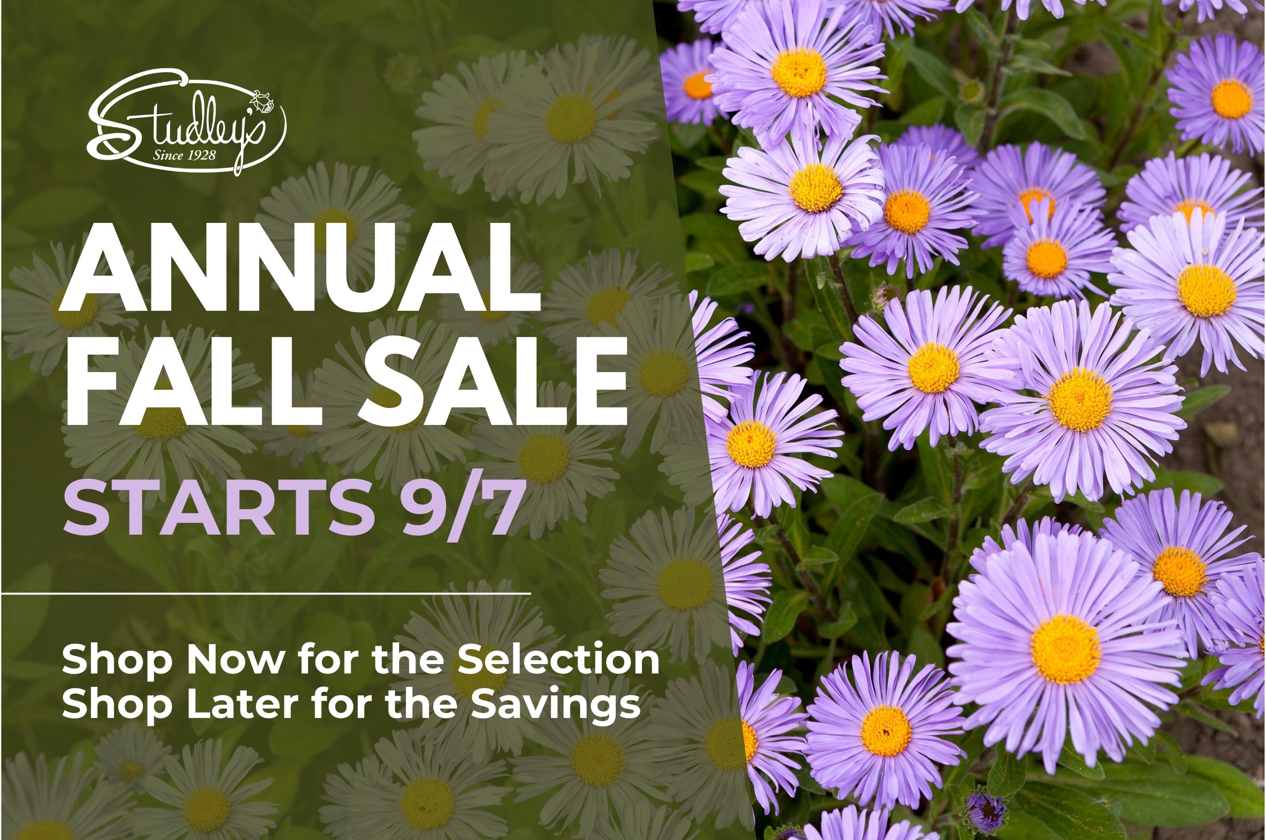 Studley's annual Fall sale is here! Shop perennials, trees, shrubs, and more.
