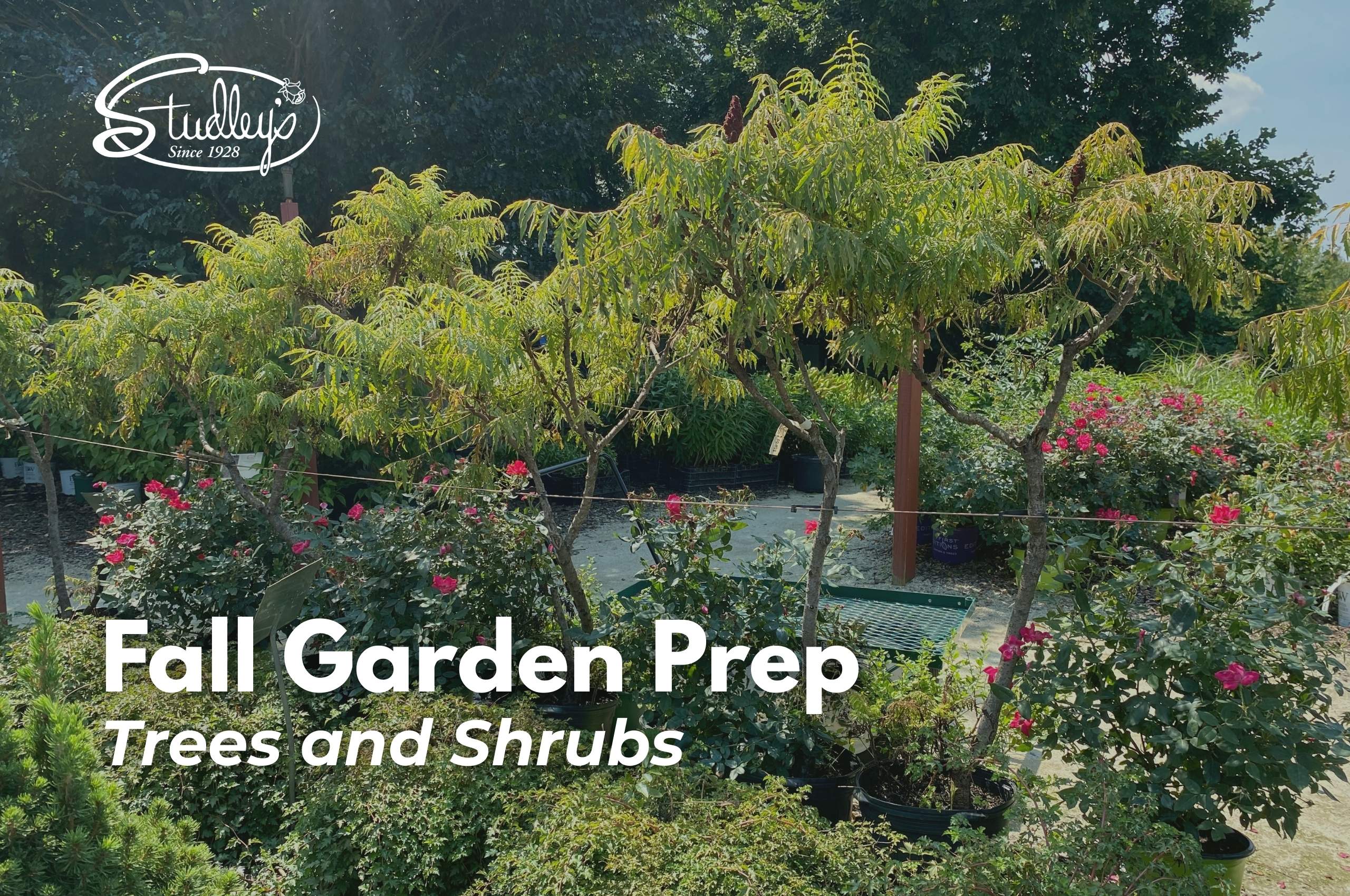 Prepare Your Garden for Fall - Planting Trees and Shrubs