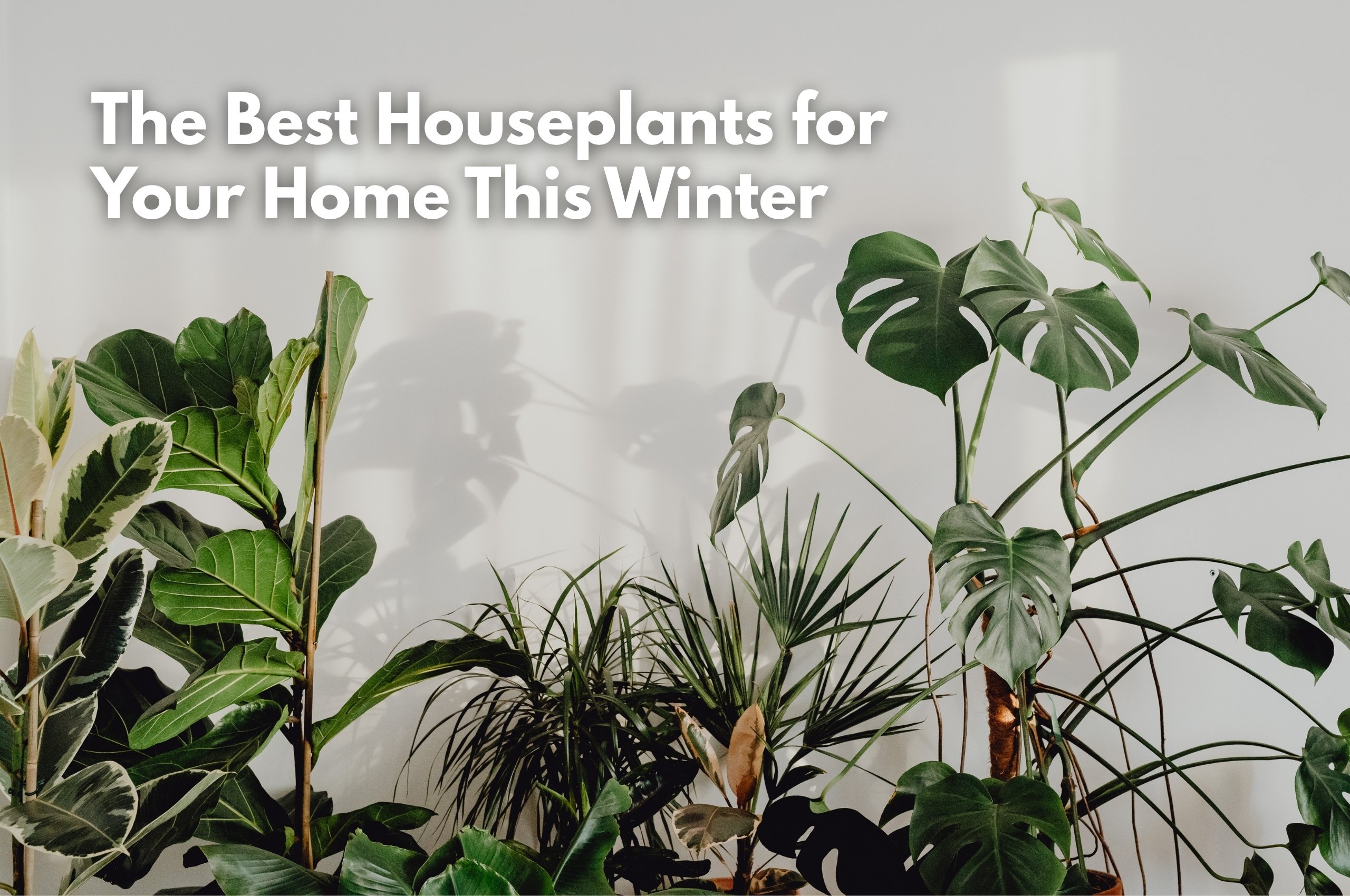 Studley's Best Houseplants for Your Home this Winter