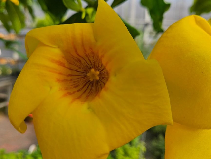Brown bud allamanda trailing blooms by Studley Flower Gardens