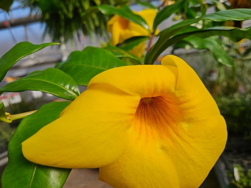 Brown Bud Allamanda with glossy green foliage by Studley Flower Gardens