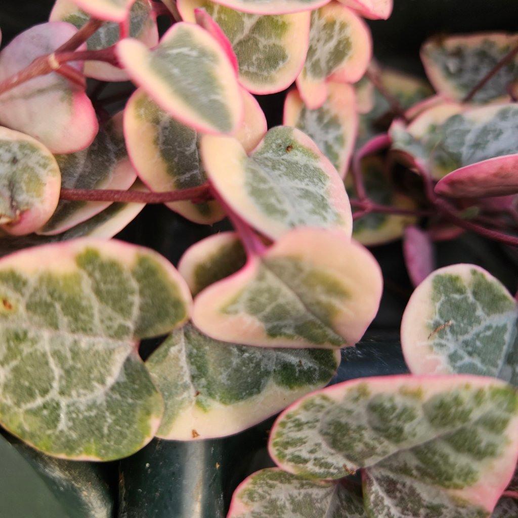 Pretty in Pink String of Hearts - Image 3