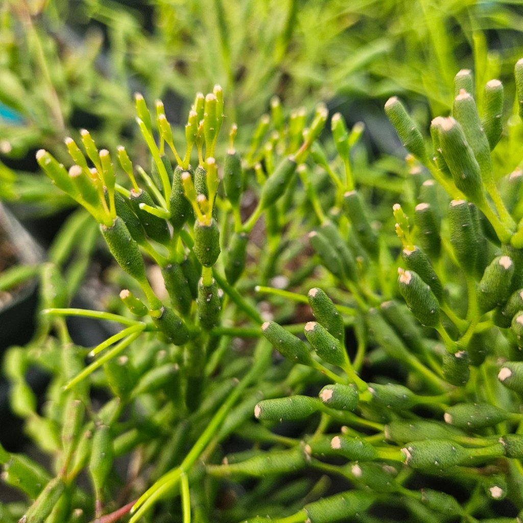 Dancing Bones Cactus - Image 2