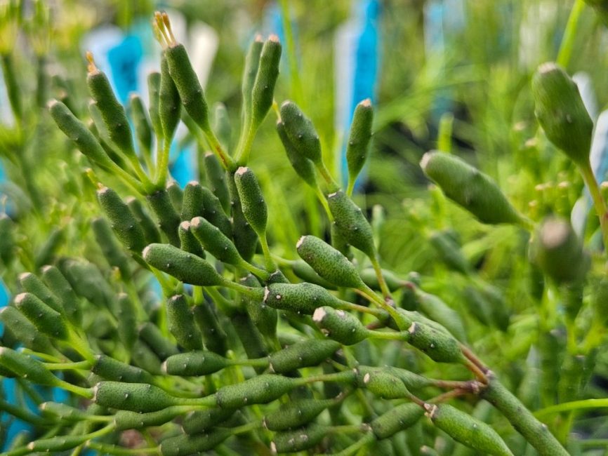 Dancing bones cactus with bright green segmented stems by Studley Flower Gardens