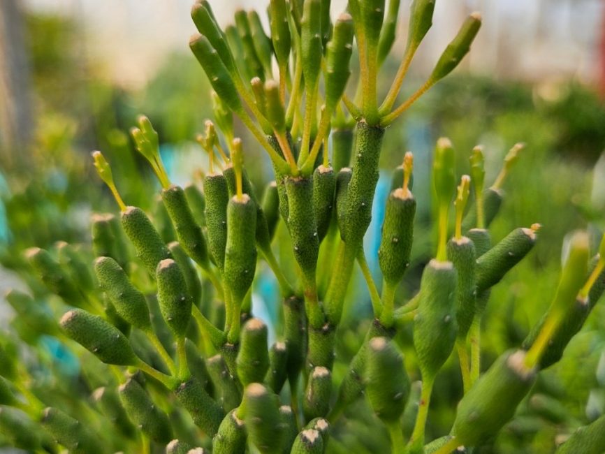 dancing bones cactus with slender branching stems in bright indirect light by Studley Flower Gardens