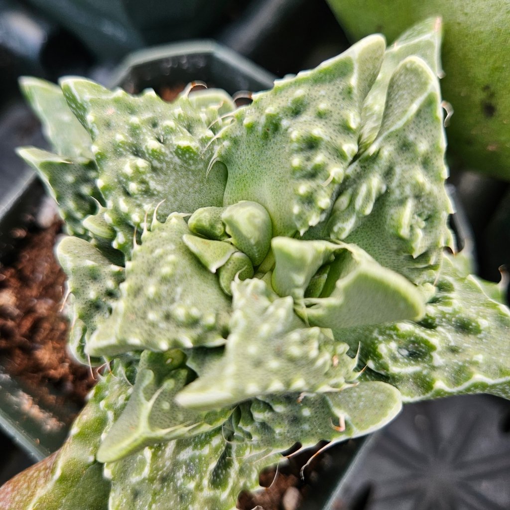 Tiger Jaws - Image 3