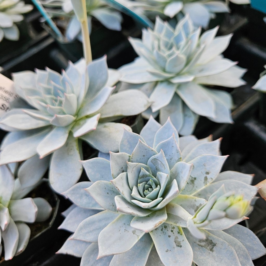 Urban Orange Echeveria - Image 3