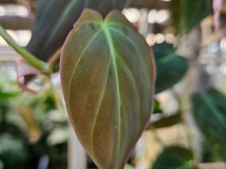Philodendron micans plant with velvety heart-shaped leaves by Studley Flower Gardens