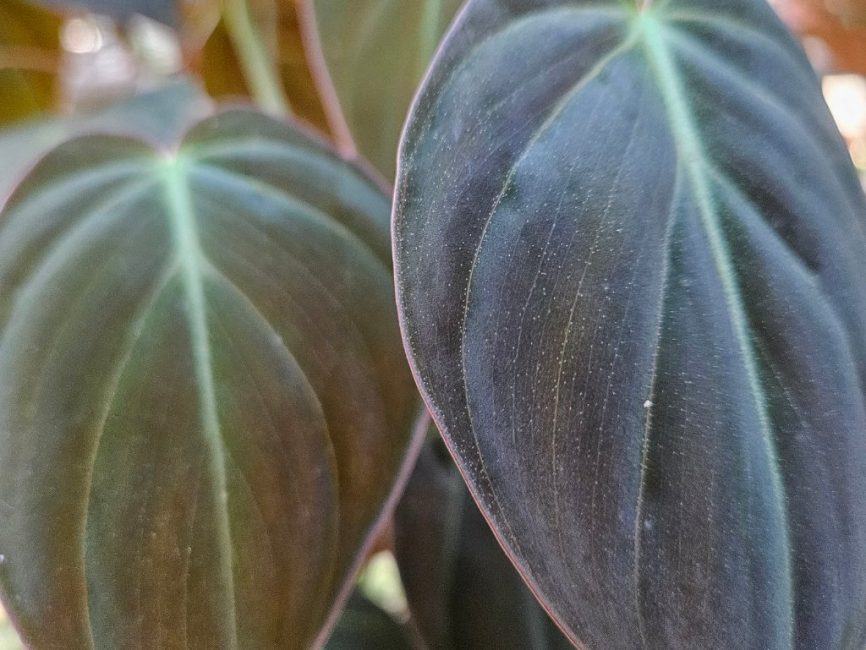 philodendron micans detail image