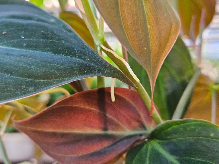 Philodendron micans with velvety heart-shaped leaves and trailing vines by Studley Flower Gardens detail image