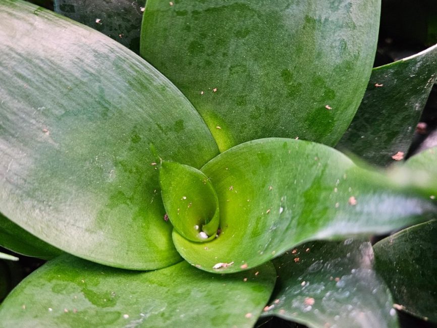 jade star sansevieria detail image