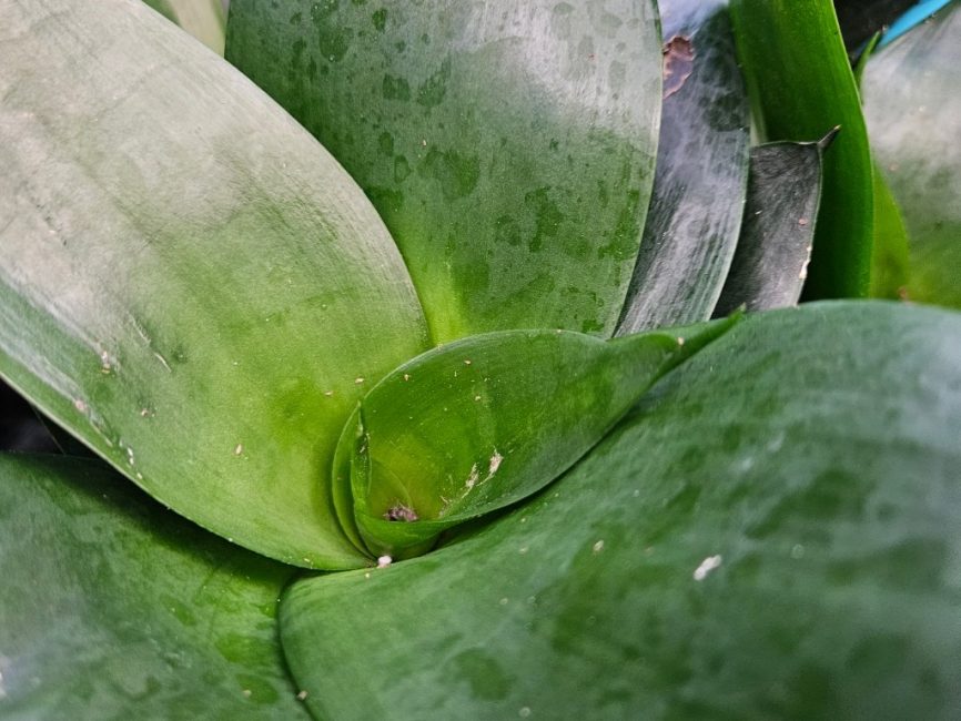 Jade Star Sansevieria with thick upright sword-shaped leaves in white pot by Studley Flower Gardens detail image