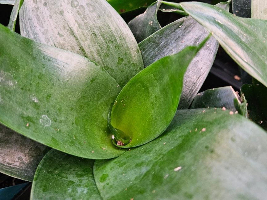 Jade Star Sansevieria with upright green leaves in a white pot by Studley Flower Gardens