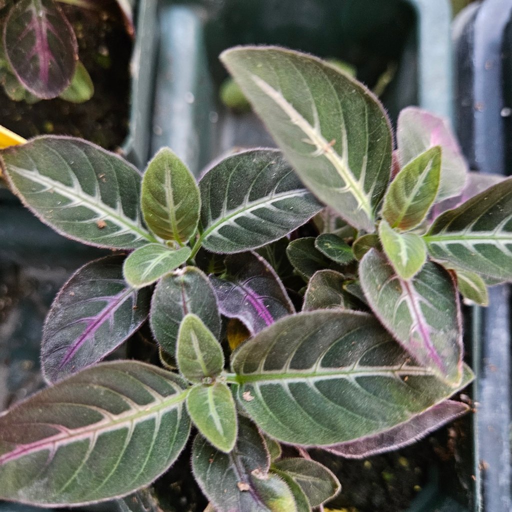 Trailing Velvet Plant - Image 2