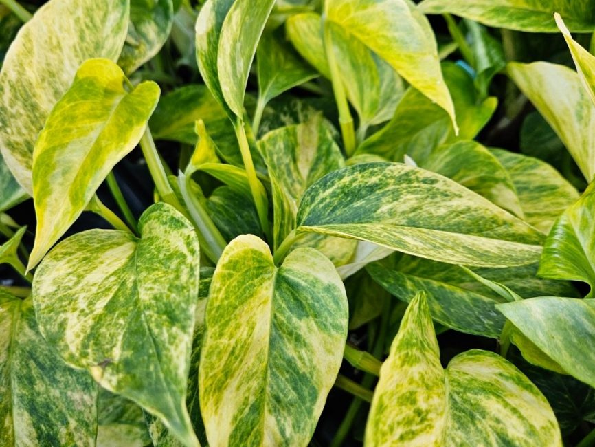 Neon Queen Pothos with vibrant trailing variegated leaves by Studley Flower Gardens detail image