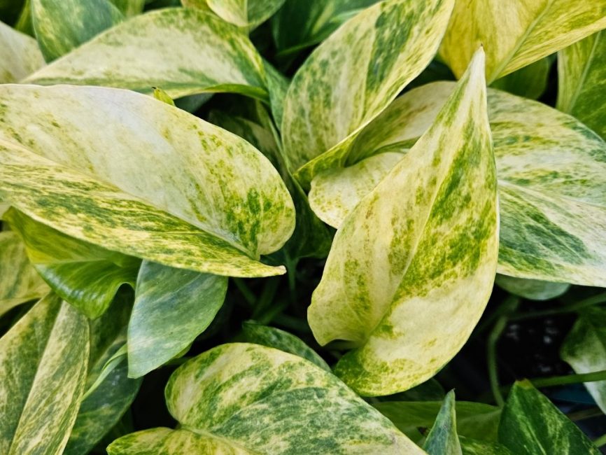 Neon Queen Pothos with vibrant trailing leaves in bright indirect light by Studley Flower Gardens