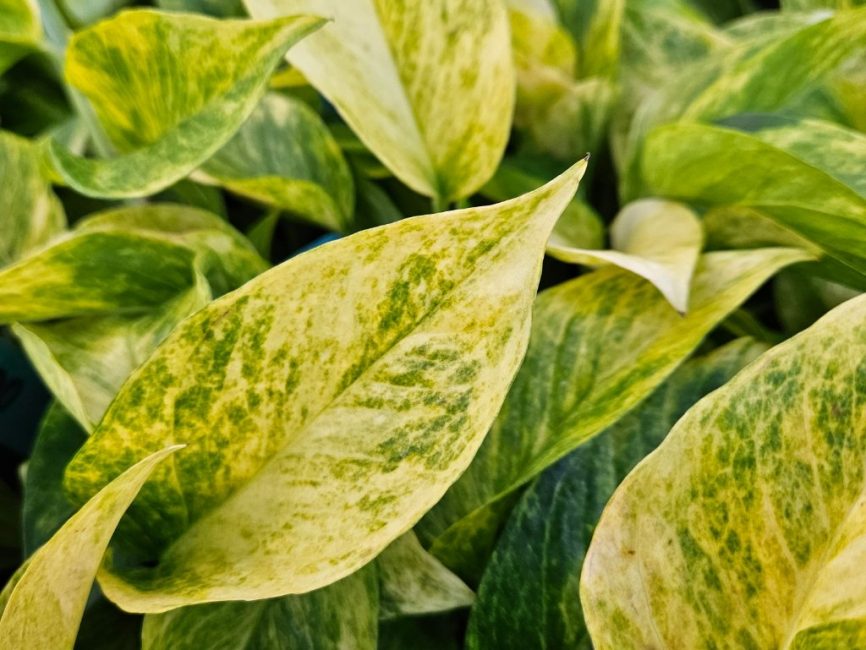 Neon Queen Pothos with bright chartreuse and lime green variegated leaves by Studley Flower Gardens