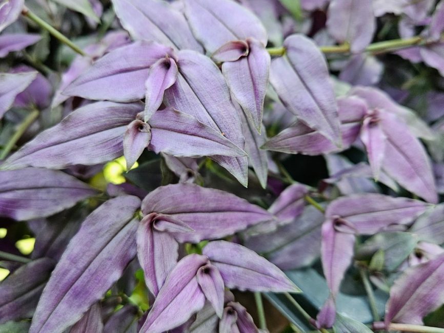Purple bridal veil plant with trailing green leaves by Studley Flower Gardens