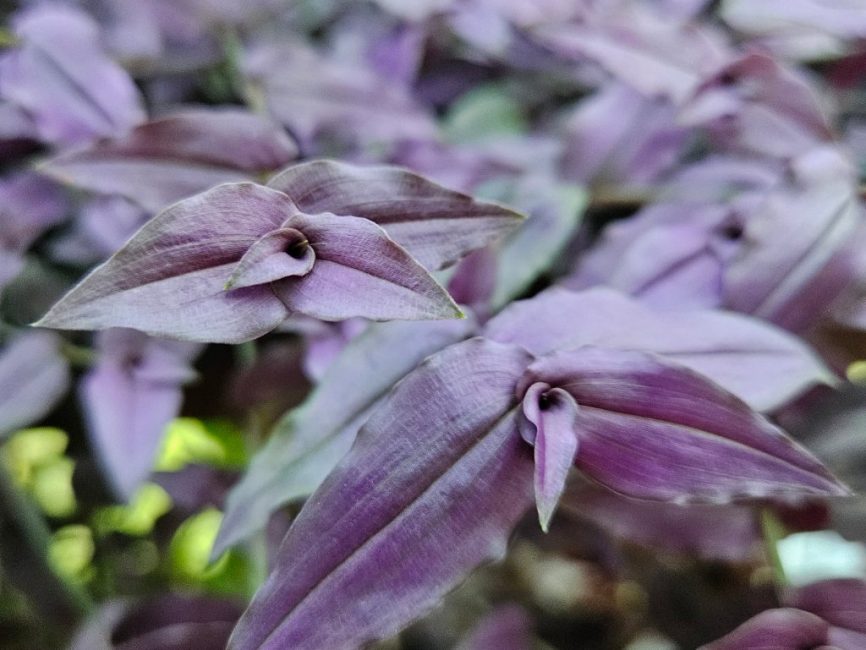 purple bridal veil detail image