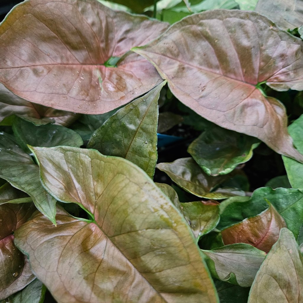 Candy Berry Syngonium - Image 3