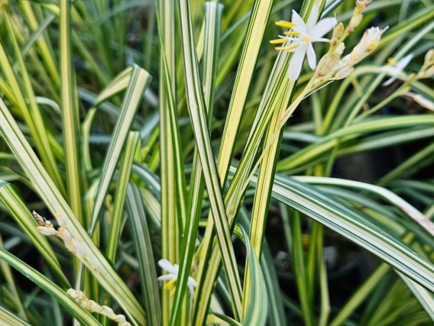 Starlight spider plant with variegated leaves in bright indirect light by Studley Flower Gardens