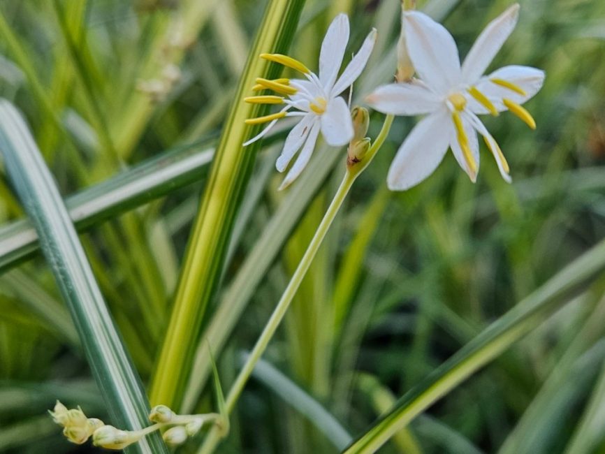 Starlight spider plant with narrow green and creamy white leaves by Studley Flower Gardens