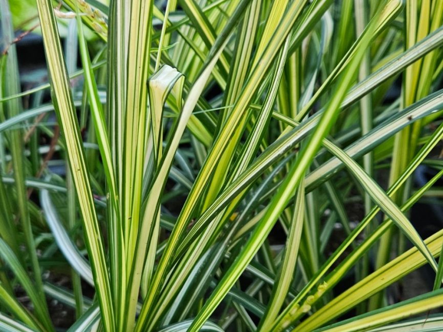 starlight spider plant detail image