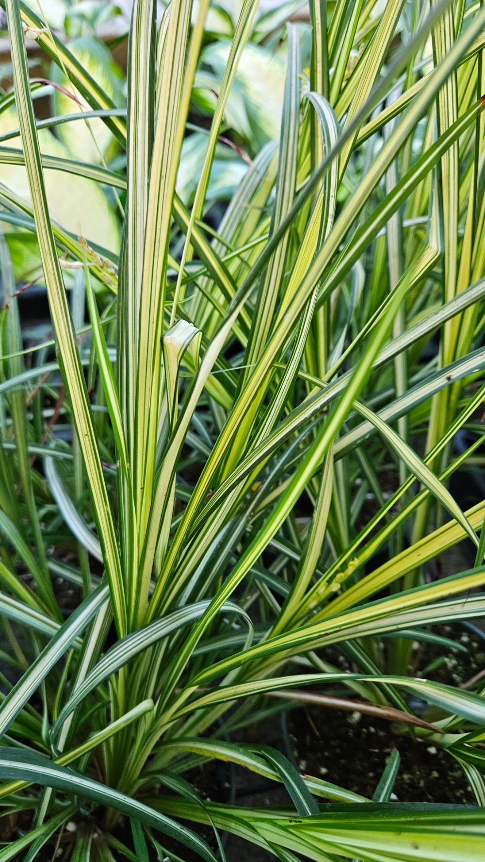 Starlight Spider Plant - Image 2