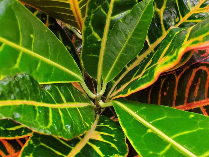 Petra croton with scaled leaves by Studley Flower Gardens