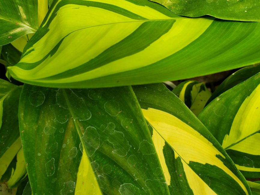 Golden Mosaic Ctenanthe with yellow and green patterned leaves by Studley Flower Gardens