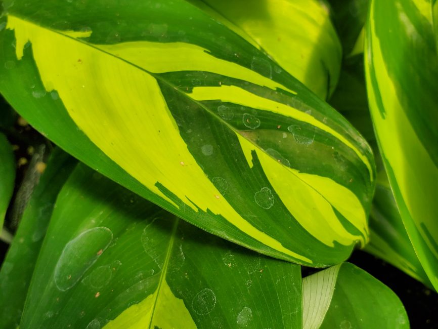 Golden mosaic ctenanthe plant with vibrant patterned leaves by Studley Flower Gardens