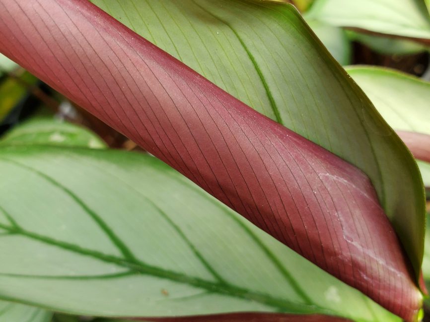 Ctenanthe setosa with deep green and silver striped leaves by Studley Flower Gardens