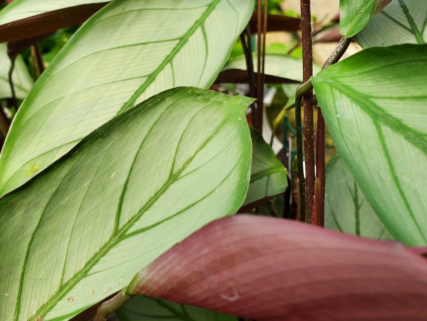 Ctenanthe setosa plant with patterned leaves in natural light by Studley Flower Gardens