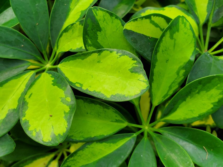 Sunshade schefflera plant with lush green leaves in natural light by Studley Flower Gardens