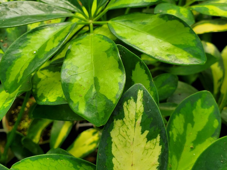 Sunshade Schefflera with glossy green and gold palmate leaves by Studley Flower Gardens