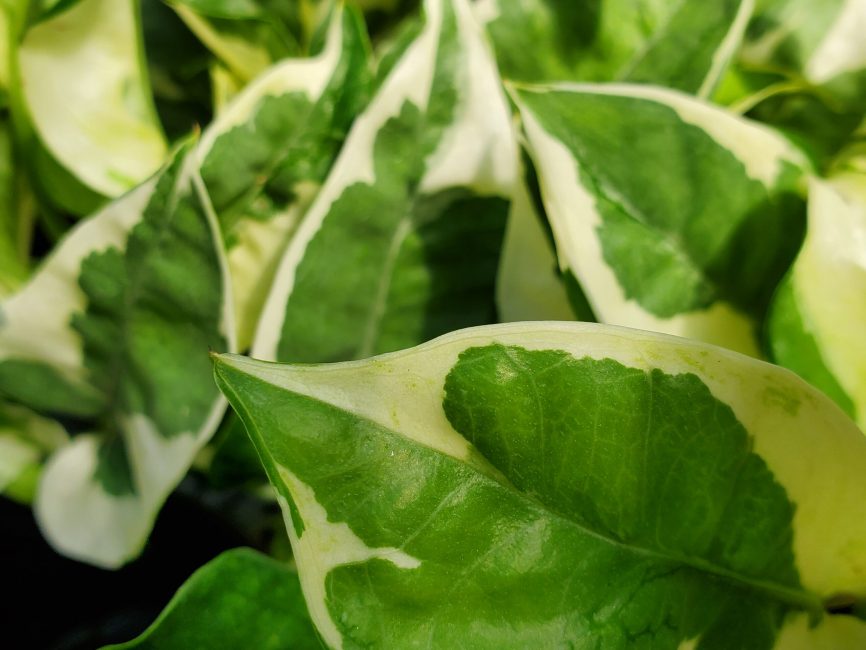 N’Joy Pothos trailing plant with variegated green and white leaves by Studley Flower Gardens