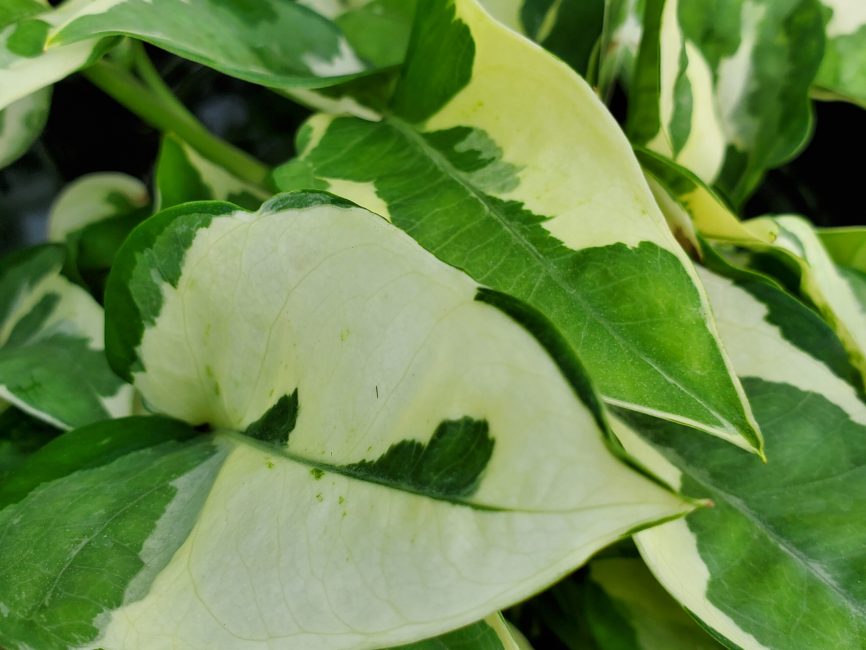 N’Joy Pothos with variegated green and white heart-shaped leaves by Studley Flower Gardens