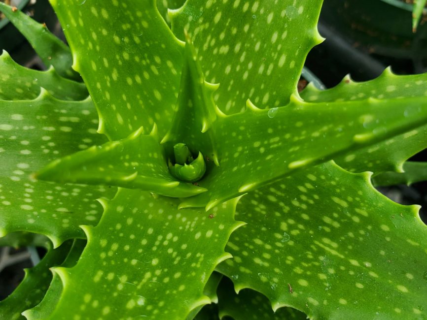 dorothea aloe, sunset aloe detail image