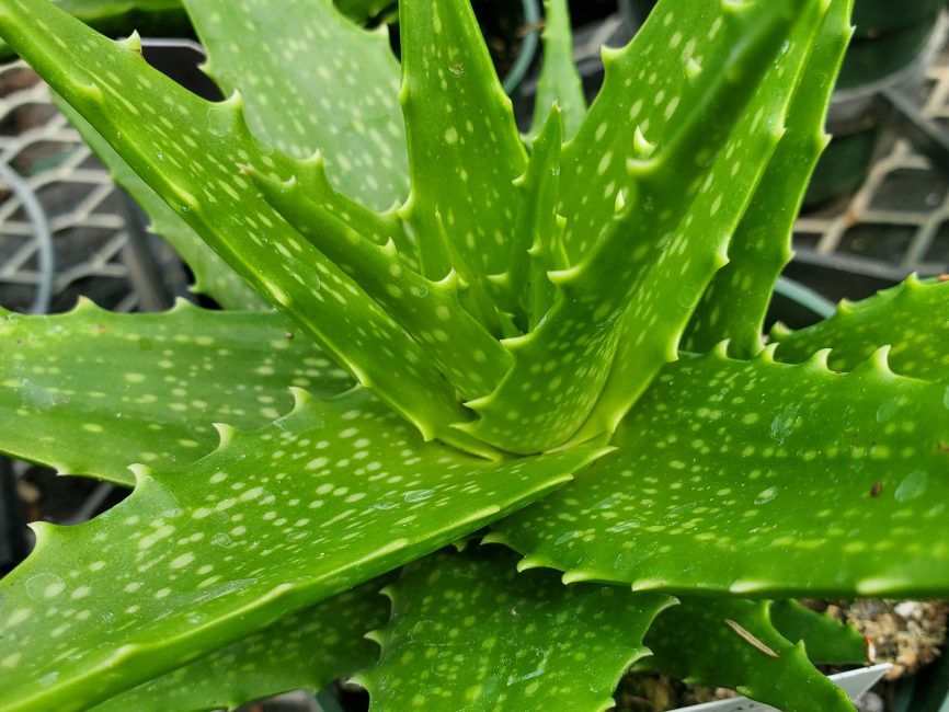 Dorothea aloe succulent with scaled leaves in bright sunlight by Studley Flower Gardens