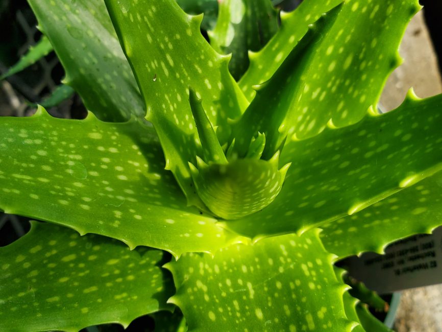 Dorothea Aloe succulent with scaled yellow-green spotted leaves by Studley Flower Gardens