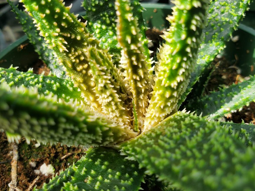 twilight aloe succulent with scaled leaves in bright sunlight by Studley Flower Gardens