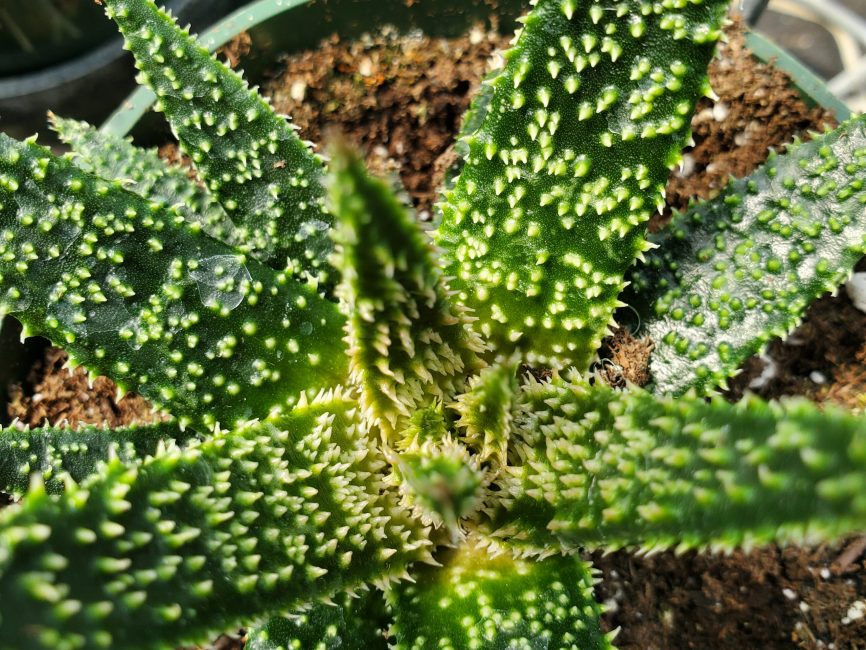 twilight aloe succulent with scaled leaves in full sun by Studley Flower Gardens