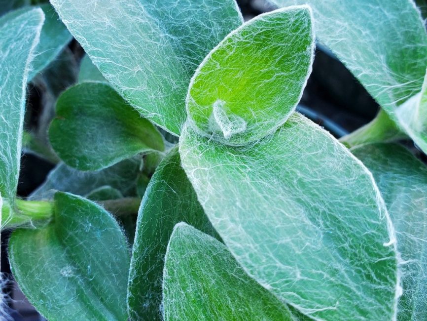 Velvet zebra tradescantia with fine white hairs and bright pink flowers by Studley Flower Gardens