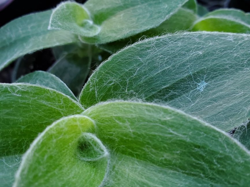 velvet zebra tradescantia detail image