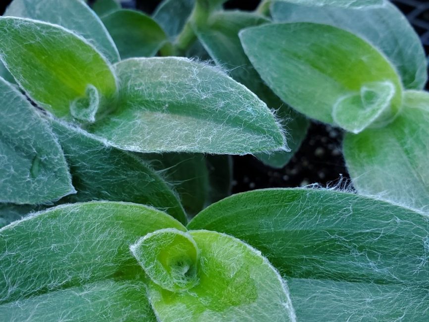 Velvet zebra tradescantia trailing plant with purple and green striped leaves by Studley Flower Gardens